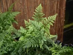 White Rabbits Foot Fern - 85mm -Plants in a Box Sales Shop J004 08 987074ed a909 4c18 a9c9 a1e7f799799b