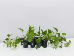 Green Jade Pothos Plant Box -Plants in a Box Sales Shop JadePathos single 8 plants b 34e98627 7395 4359 be58 cbb041fe104d