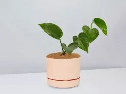 Green Jade Pothos - Pot + Plant + Soil 19 Green Jade Pothos - Pot + Plant + Soil -Plants in a Box Sales Shop JadePothos ApricotPot