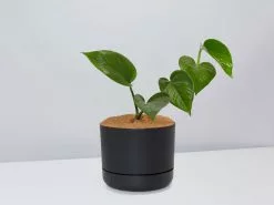Green Jade Pothos - Pot + Plant + Soil 22 Green Jade Pothos - Pot + Plant + Soil -Plants in a Box Sales Shop JadePothos BlackPot