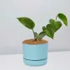 Green Jade Pothos - Pot + Plant + Soil -Plants in a Box Sales Shop JadePothos BluePot
