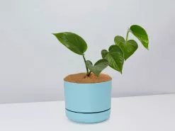 Green Jade Pothos - Pot + Plant + Soil