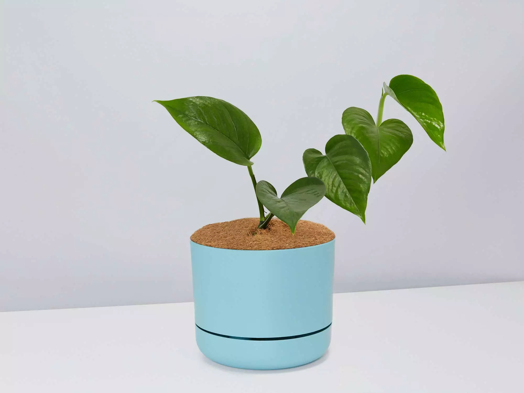 Green Jade Pothos - Pot + Plant + Soil 3 Green Jade Pothos - Pot + Plant + Soil