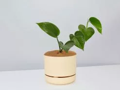 Green Jade Pothos - Pot + Plant + Soil 18 Green Jade Pothos - Pot + Plant + Soil -Plants in a Box Sales Shop JadePothos BuffPot