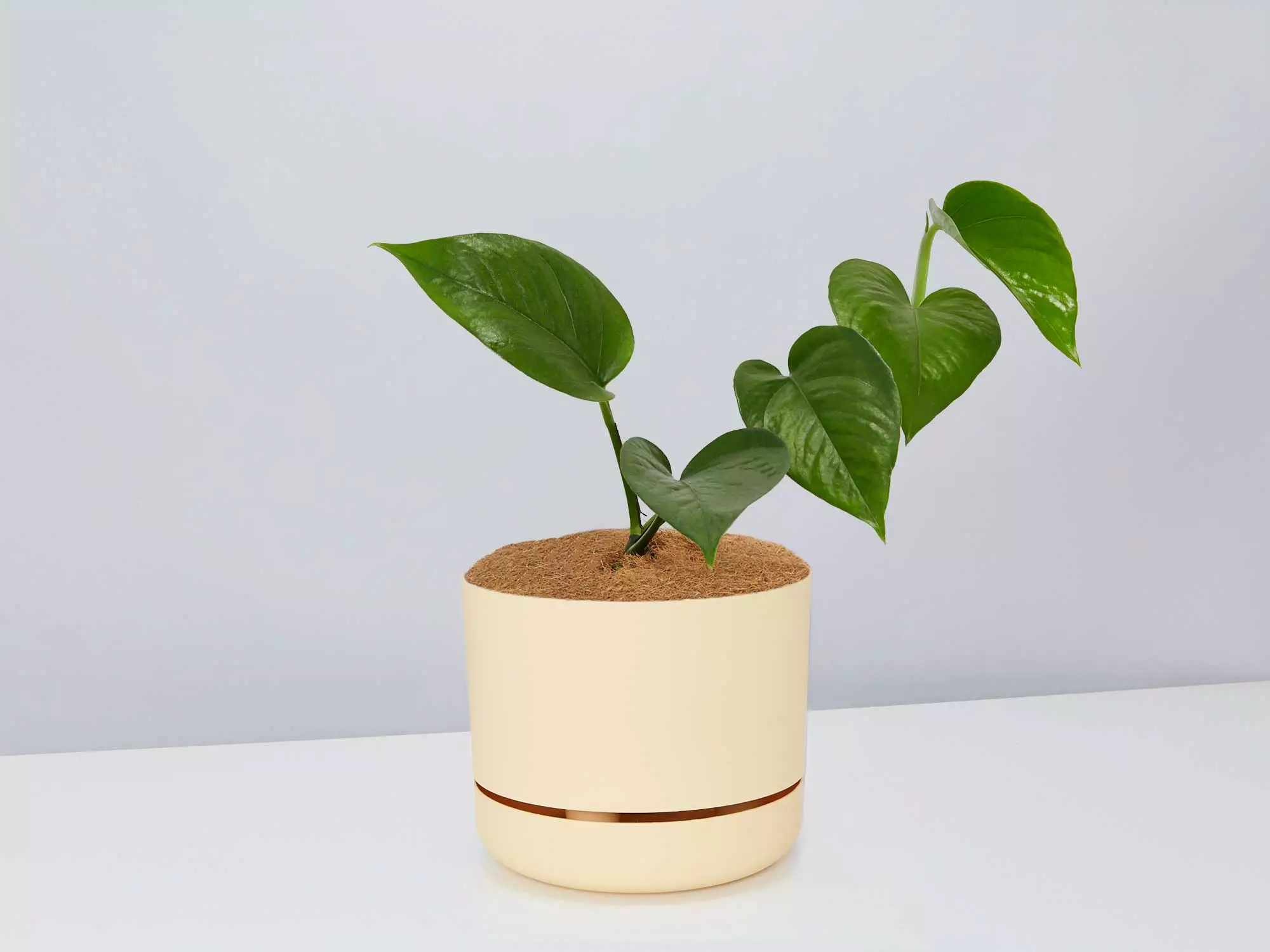 Green Jade Pothos - Pot + Plant + Soil 5 Green Jade Pothos - Pot + Plant + Soil - Image 3