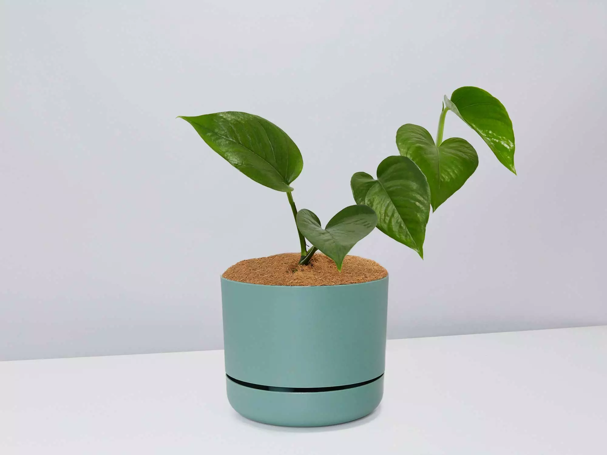 Green Jade Pothos - Pot + Plant + Soil 12 Green Jade Pothos - Pot + Plant + Soil - Image 10