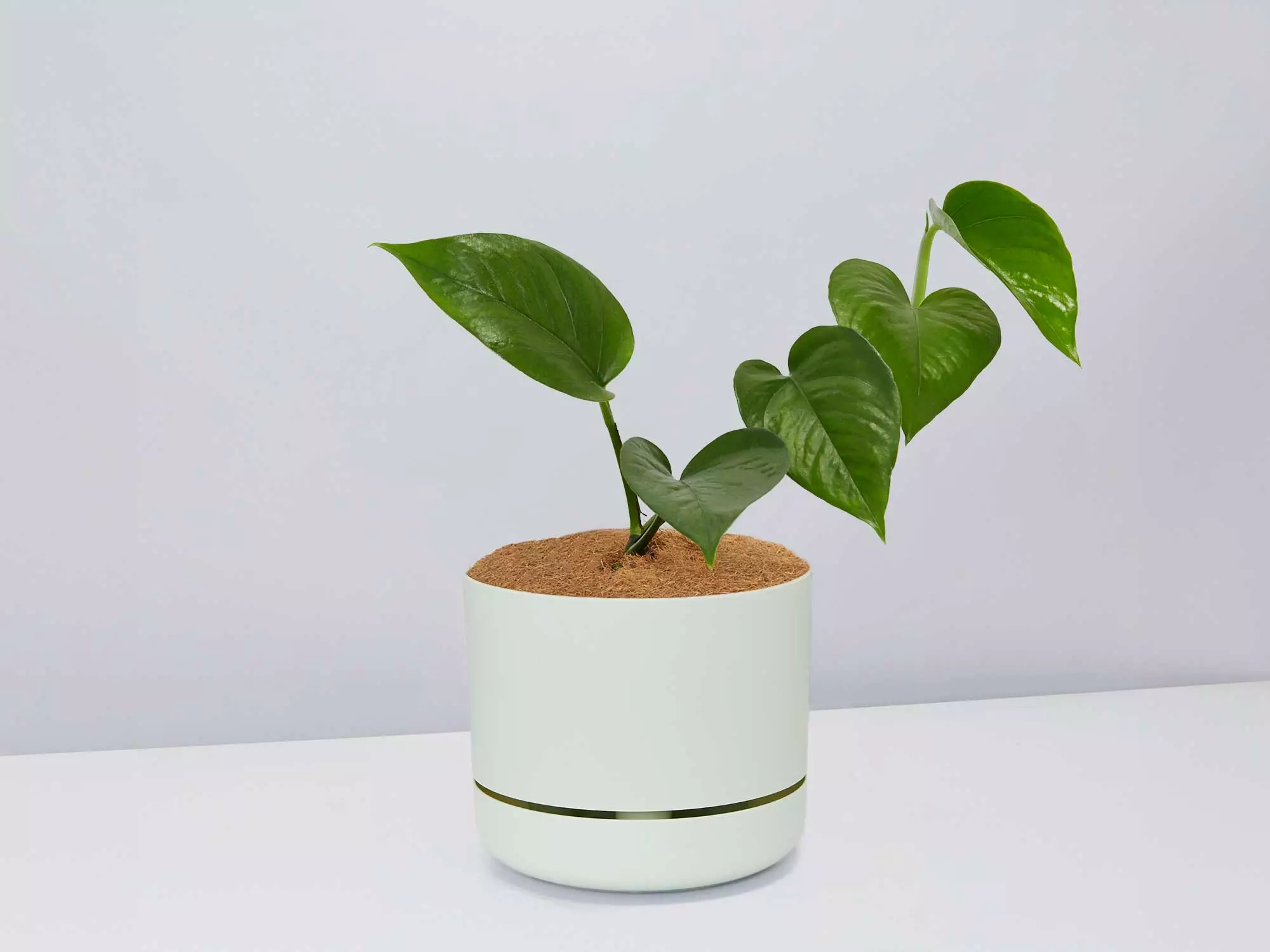 Green Jade Pothos - Pot + Plant + Soil 4 Green Jade Pothos - Pot + Plant + Soil - Image 2