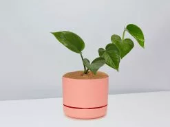 Green Jade Pothos - Pot + Plant + Soil 26 Green Jade Pothos - Pot + Plant + Soil -Plants in a Box Sales Shop JadePothos PersimmonPot