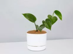 Green Jade Pothos - Pot + Plant + Soil 24 Green Jade Pothos - Pot + Plant + Soil -Plants in a Box Sales Shop JadePothos WhitePot