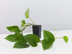 Pothos Mixed Houseplant Box - Larger Size -Plants in a Box Sales Shop JadePothos single a64c4d44 9a87 4f13 8b7a 9026fc8e602f