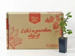 Portulacaria Afra -Plants in a Box Sales Shop Jade box edac3e6e 7a10 4eee bd02 4539d7dfcd84