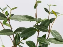 Japanese Star Jasmine