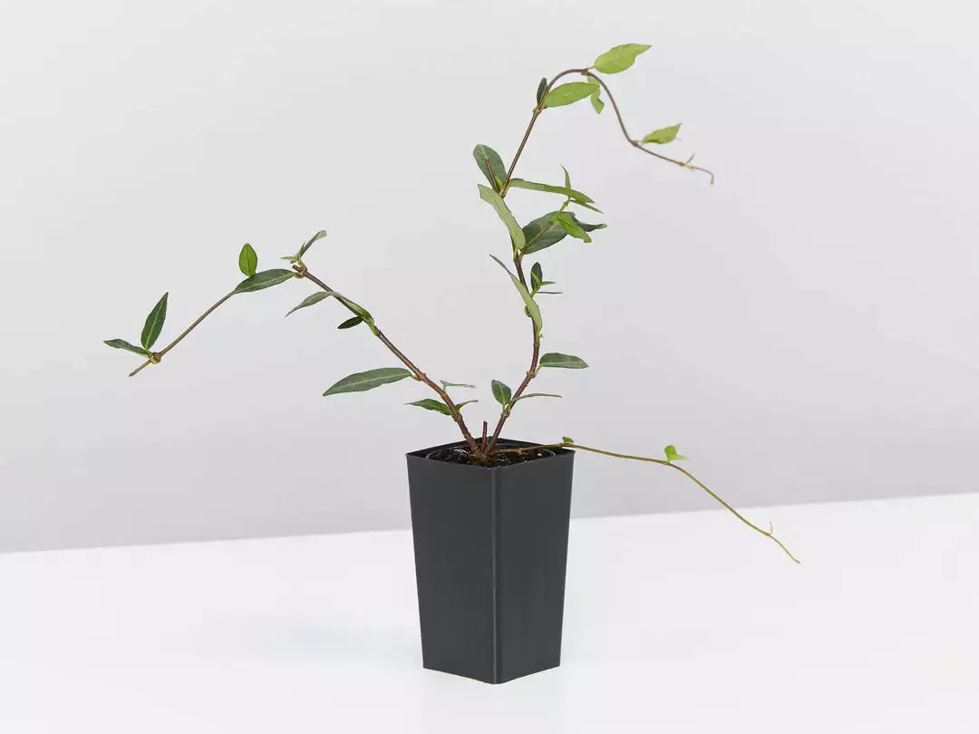 Mixed Jasmine Pack 4 Mixed Jasmine Pack - Image 2