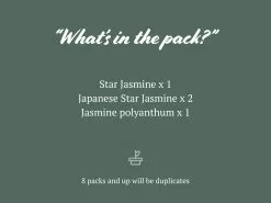 Mixed Jasmine Pack 9 Mixed Jasmine Pack -Plants in a Box Sales Shop Jasmineassorted 2