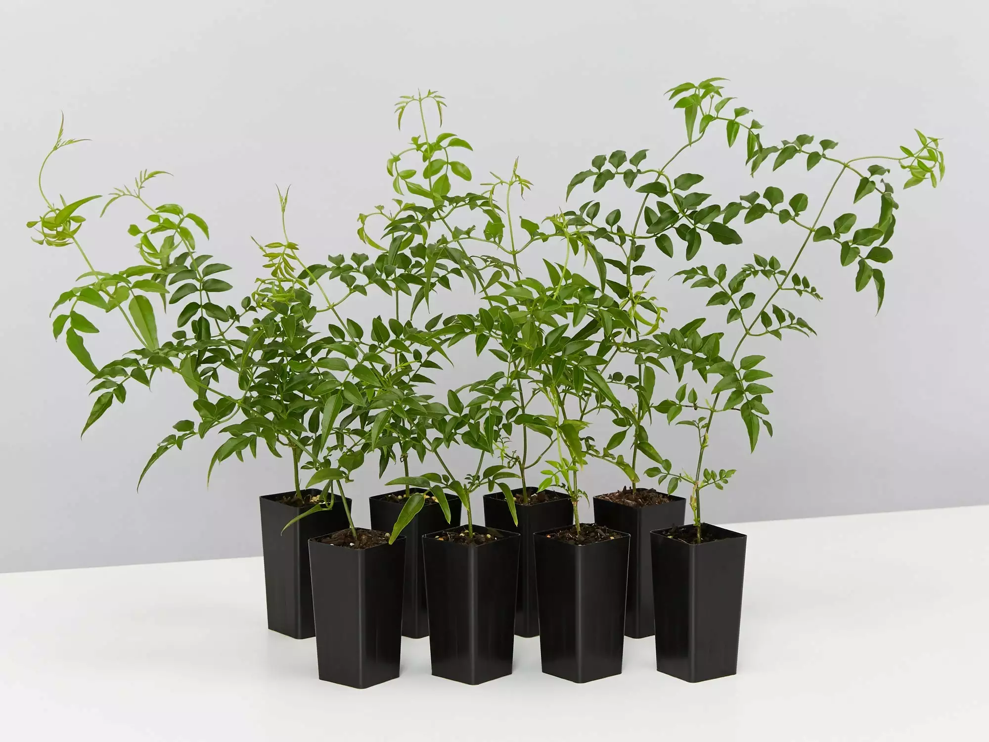 Jasmine Polyanthum Pink Jasmine Climber Pack 3 Jasmine Polyanthum Pink Jasmine Climber Pack