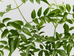 Jasmine Polyanthum Pink Jasmine Climber Pack 17 Jasmine Polyanthum Pink Jasmine Climber Pack -Plants in a Box Sales Shop Jasminepolyanthum detail e589411b 12de 43ef 849d f93a2addcf36