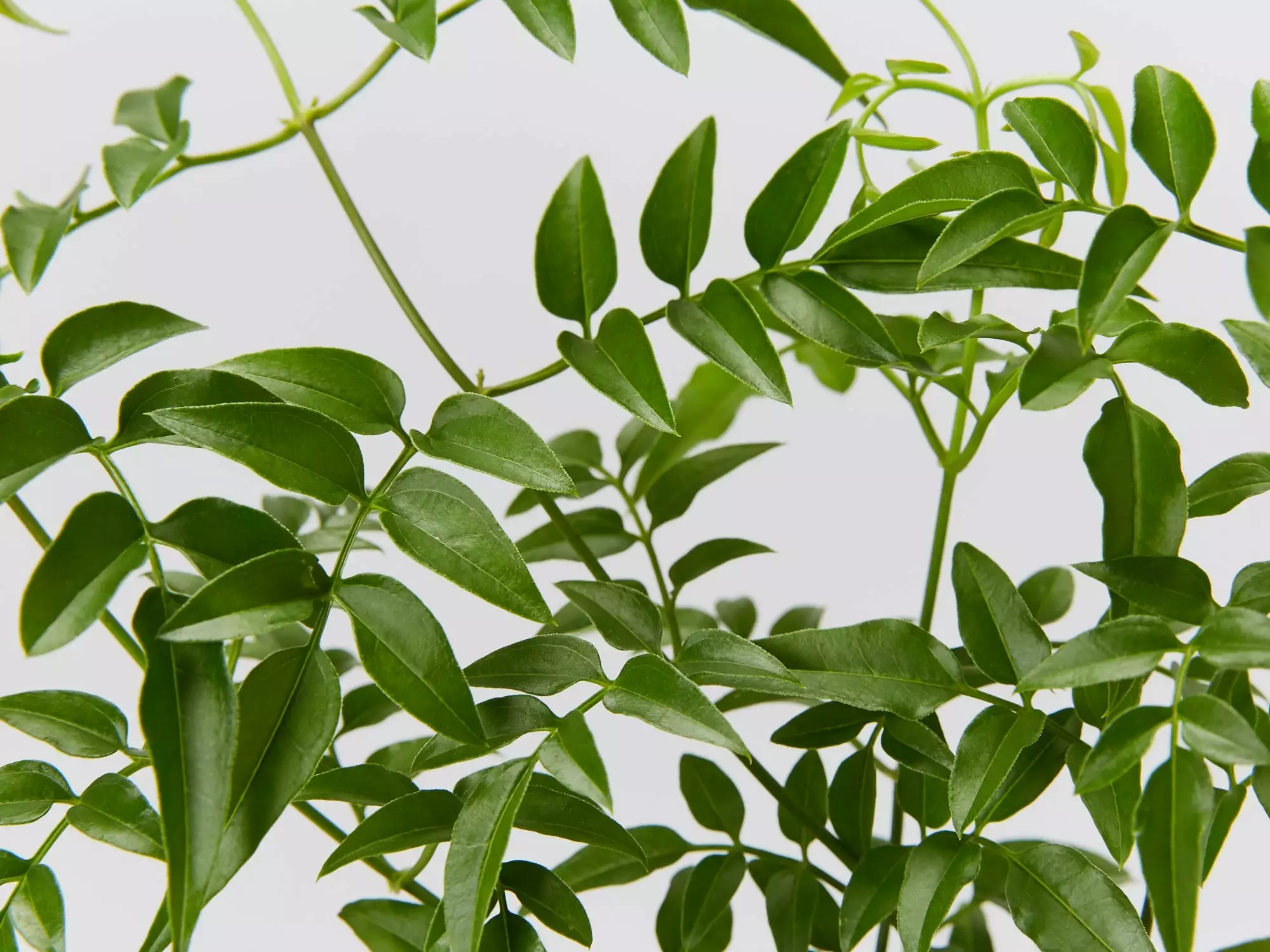 Jasmine Polyanthum Pink Jasmine Climber Pack 9 Jasmine Polyanthum Pink Jasmine Climber Pack - Image 7