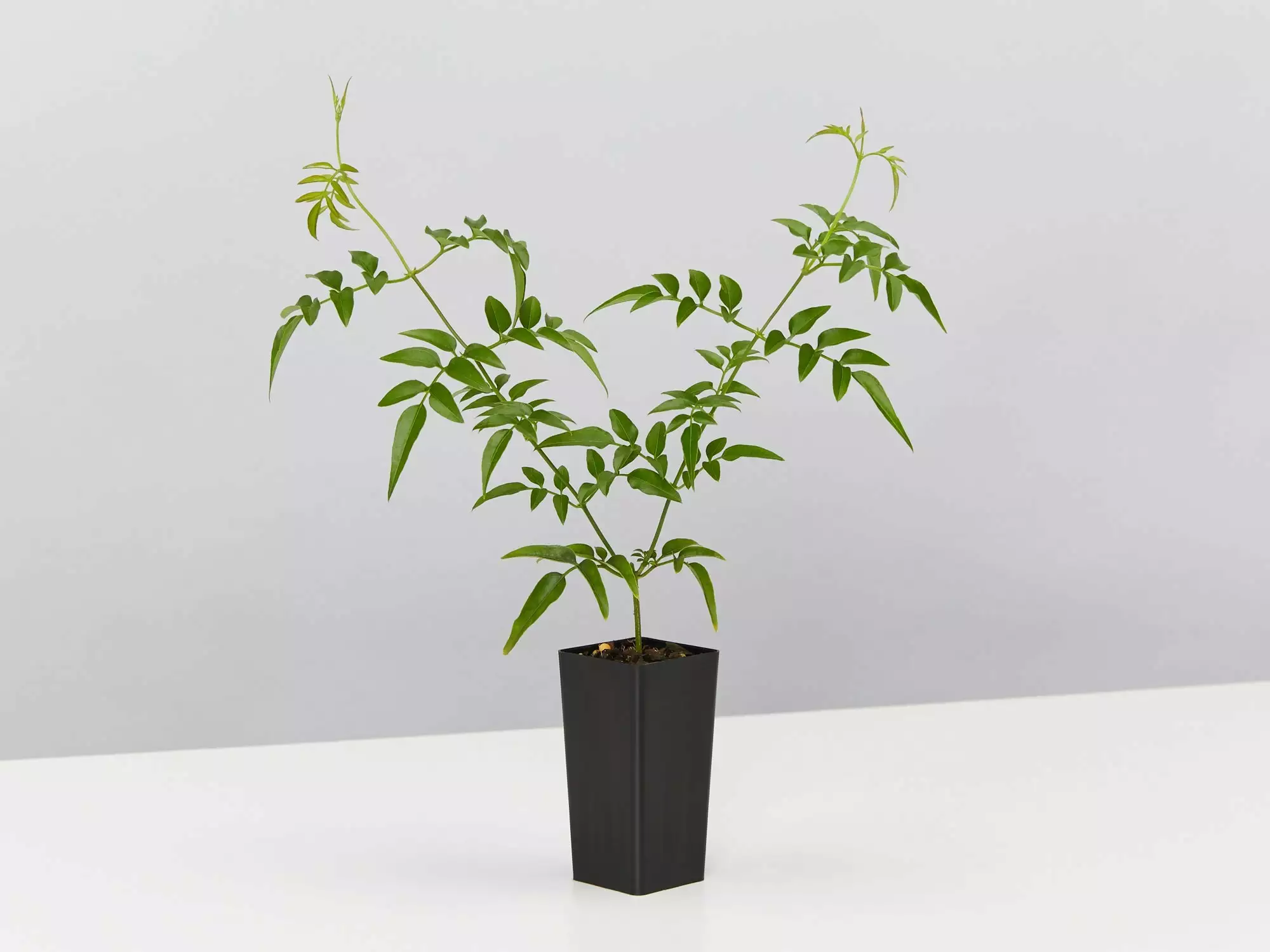 Jasmine Polyanthum Pink Jasmine Climber Pack 7 Jasmine Polyanthum Pink Jasmine Climber Pack - Image 5