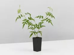 Assorted Pack Of Outdoor Climbing Plants -Plants in a Box Sales Shop Jasminepolyanthum single 782352f1 5db5 4223 8f0f 6c80154908b3