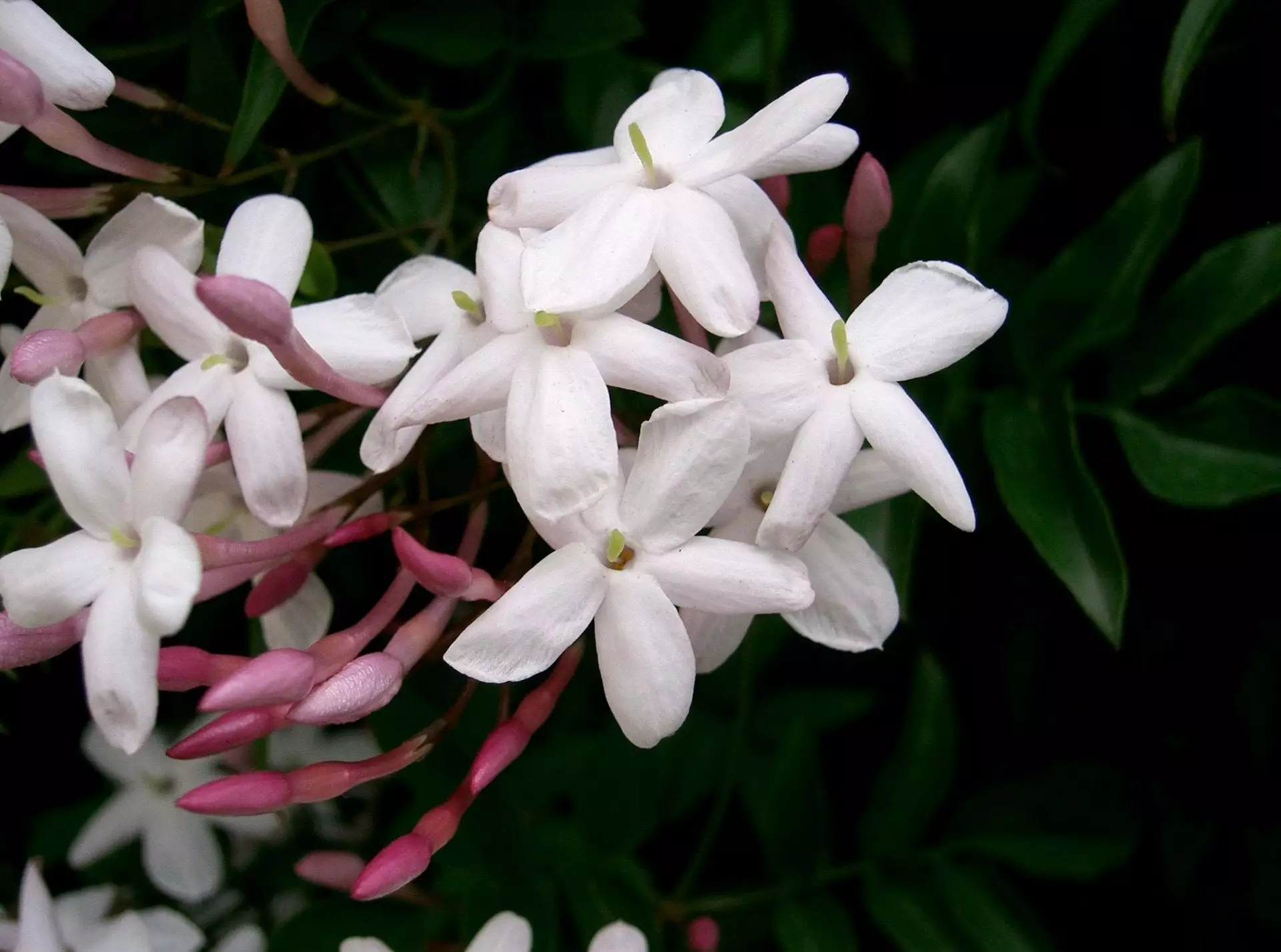 Jasmine Polyanthum Pink Jasmine Climber Pack 4 Jasmine Polyanthum Pink Jasmine Climber Pack - Image 2