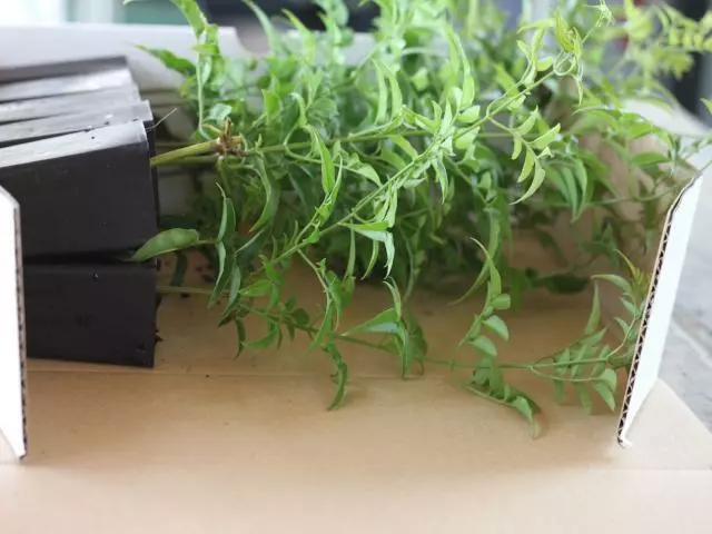 Jasmine Polyanthum Pink Jasmine Climber Pack 8 Jasmine Polyanthum Pink Jasmine Climber Pack - Image 6