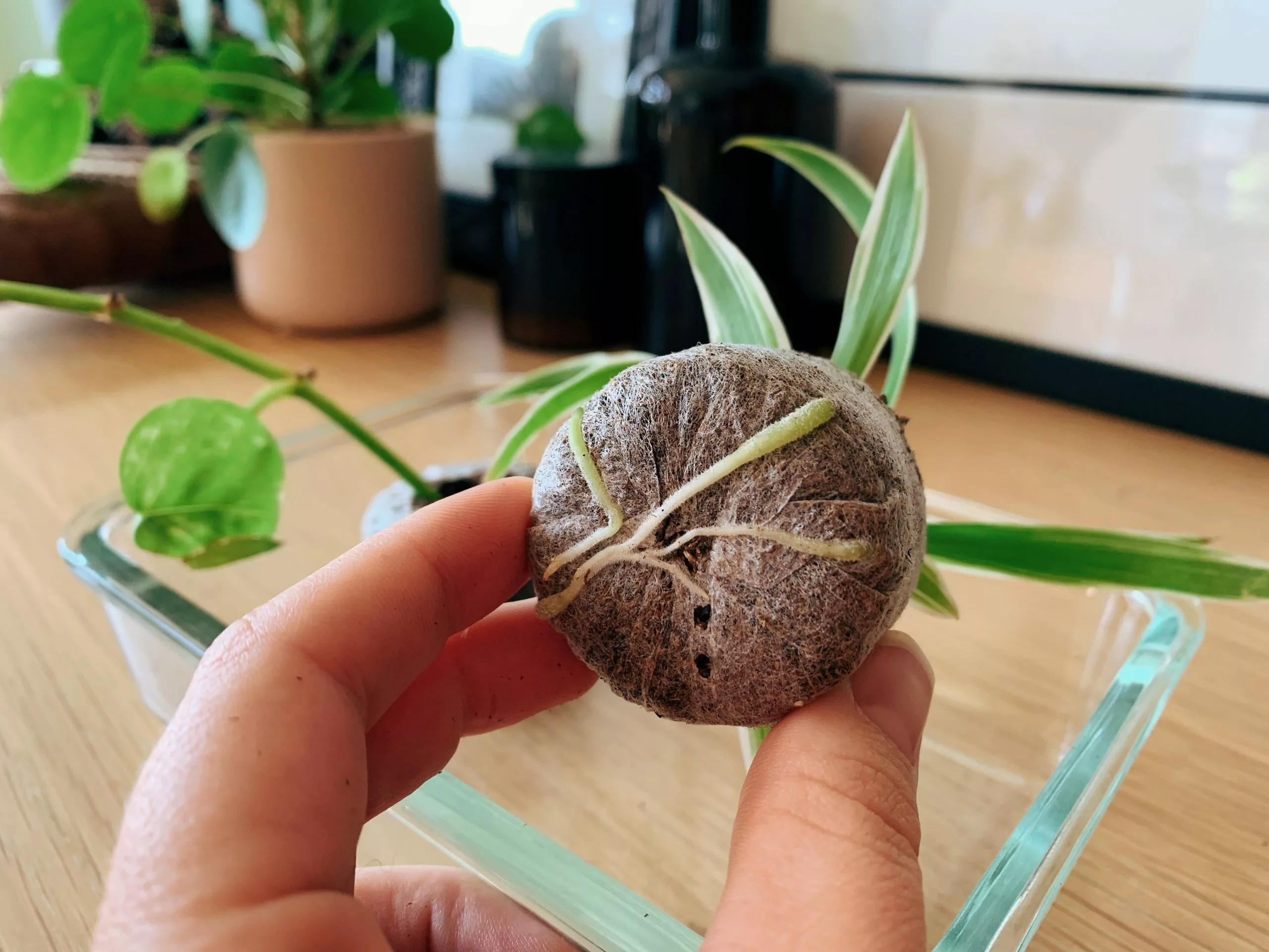 Jiffy Seed Pellet 5 Jiffy Seed Pellet - Image 3