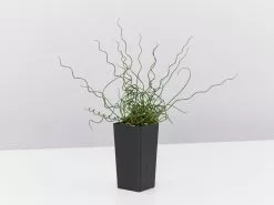 Juncus Effusus Spiralis -Plants in a Box Sales Shop JuncusSpialis single b33292a5 ac11 4444 a934 1393c9d18a52