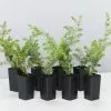 Juniperus Conferta -Plants in a Box Sales Shop JuniperusCanferta 8 plants 90532e50 14a1 46ca b513 fc0e41251528