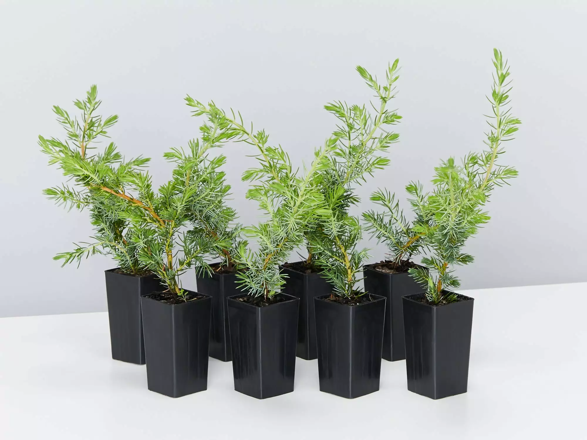 Juniperus Conferta 3 Juniperus Conferta