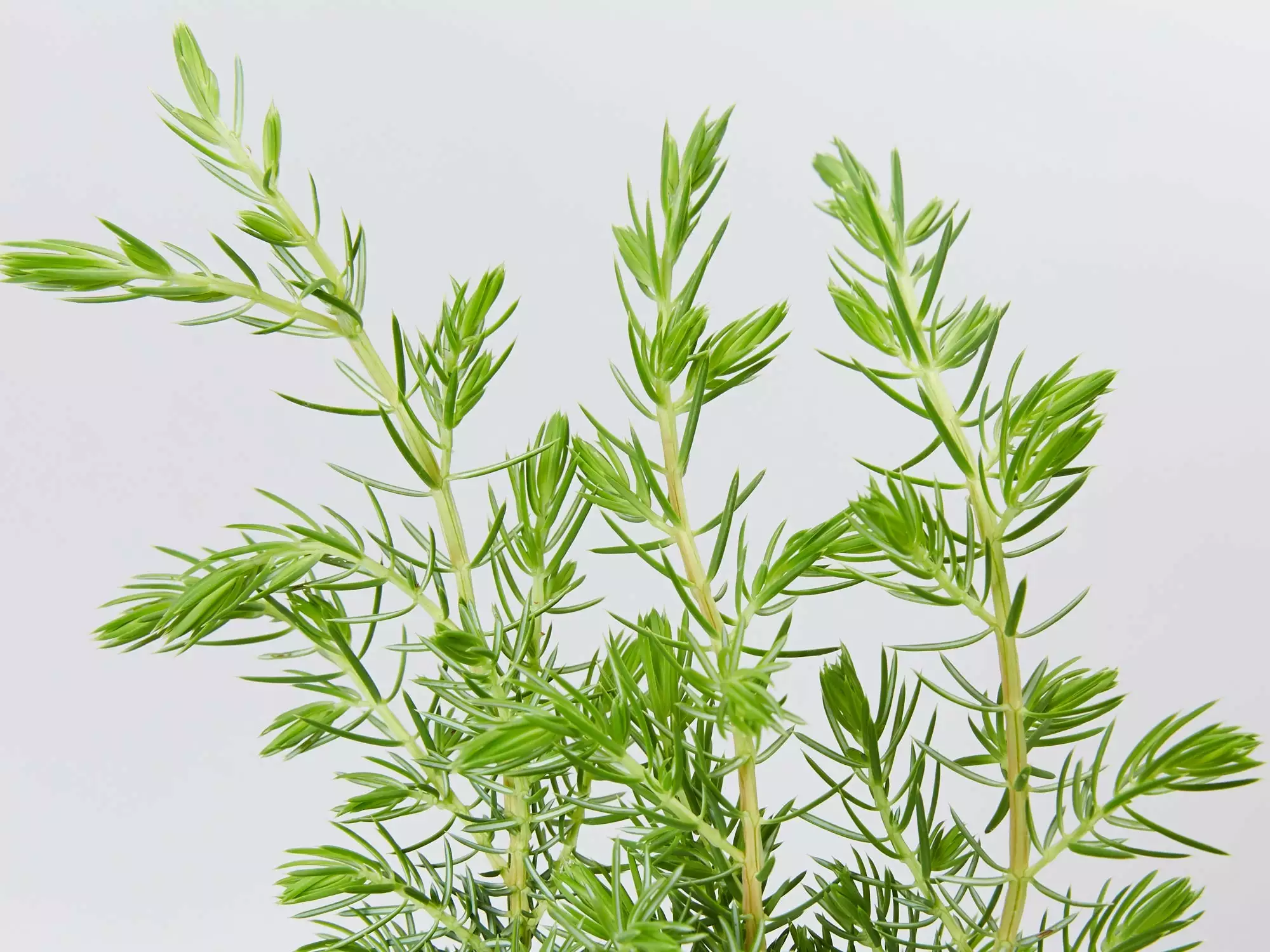 Juniperus Conferta 4 Juniperus Conferta - Image 2