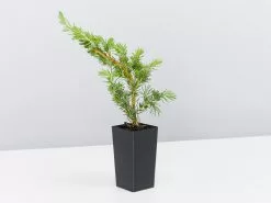 Juniperus Conferta 9 Juniperus Conferta -Plants in a Box Sales Shop JuniperusCanferta single 087878d7 c3a5 4d8c bdfb 3cc1aae997c1