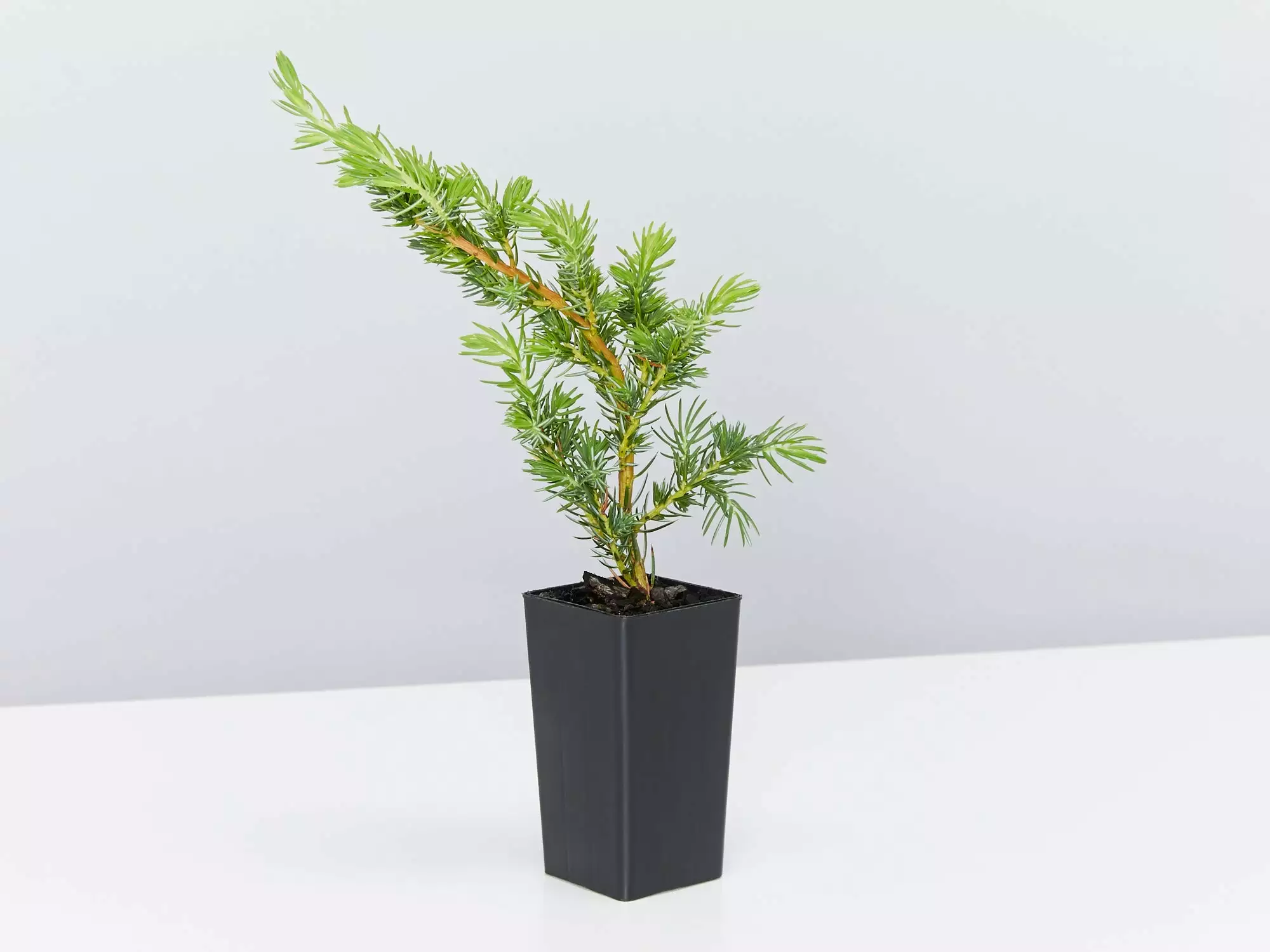 Juniperus Conferta 5 Juniperus Conferta - Image 3