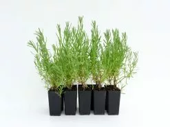 Lavender Avonview -Plants in a Box Sales Shop LAVAVO RS 4b12ed8a b57c 4492 a1bd 27797d0924f2