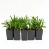 Liriope Muscari 'Royal Purple' -Plants in a Box Sales Shop LIRROP RS b0d4be21 9db8 46ae 88cd 543313561556