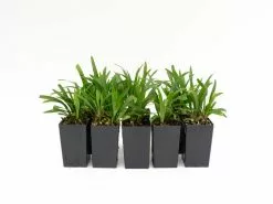 Liriope Muscari 'Royal Purple'