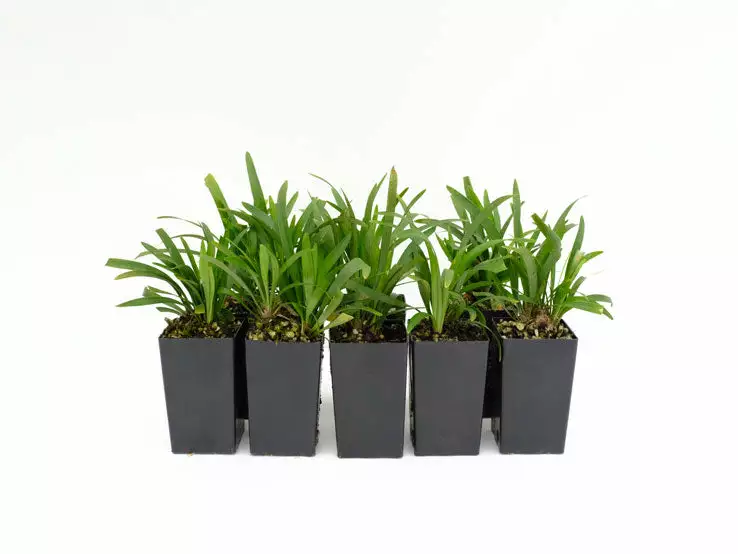 Liriope Muscari 'Royal Purple' 3 Liriope Muscari 'Royal Purple'