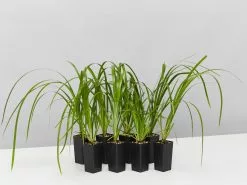 Lomandra Hystrix 'Tropic Cascade' Pbr