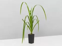 Lomandra Hystrix 'Tropic Cascade' Pbr -Plants in a Box Sales Shop LOMANDRAHystrixTropicCascade single f87ef662 9592 4c1d aacc c45491b8f080