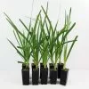 Lomandra Spicata 2 Lomandra Spicata -Plants in a Box Sales Shop LOMSPI RS 568d9ea7 d2eb 4879 b6a2 5e7b6a559776