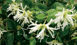 Loropetalum "White Fringe Flower" -Plants in a Box Sales Shop LOROPETALUM GlowingHorizon CarolinaMoonlight 1 83e9472f 10de 47b0 8484 e3197c5d5b16