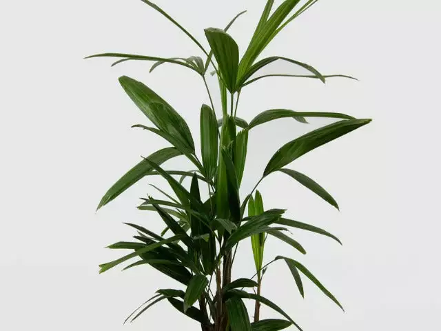 Elho Eco Friendly â™»ï¸Gift Box - Pick Your Own Houseplant 19 Elho Eco Friendly â™»ï¸Gift Box - Pick Your Own Houseplant - Image 17