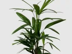 Elho Pet-Friendly Eco â™»ï¸ Gift Box -Plants in a Box Sales Shop Lady Palm White Ceramic Pot Set 210mm 5ffe973b 6d4e 4269 a4db d15cc5dc1c95