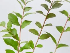 Crepe Myrtle (Lagerstroemia Acoma) -Plants in a Box Sales Shop LagerstroemiaAcoma detail 23a498f8 82dc 4626 9546 f22cae9d6616