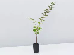 Crepe Myrtle (Lagerstroemia Acoma) -Plants in a Box Sales Shop LagerstroemiaAcoma single c5008ae2 aa6b 4d9e 8d6d 1401a29ba6c1