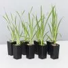 Lomandra Longifolia Mat Rush 1 Lomandra Longifolia Mat Rush -Plants in a Box Sales Shop LamandraLongifolia 8 plants 7787e9fd fea9 42e4 b67f e06c1daa1b97