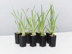 Lomandra Longifolia Mat Rush