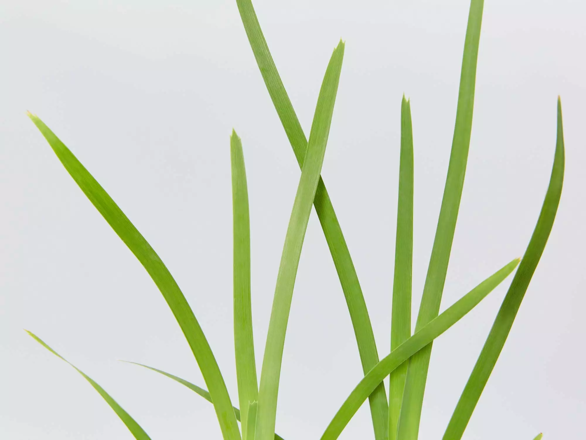 Lomandra Longifolia Mat Rush 4 Lomandra Longifolia Mat Rush - Image 2