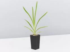 Lomandra Longifolia Mat Rush 10 Lomandra Longifolia Mat Rush -Plants in a Box Sales Shop LamandraLongifolia single cf2fb018 4c48 462d ae25 5f1de7ac0a8b