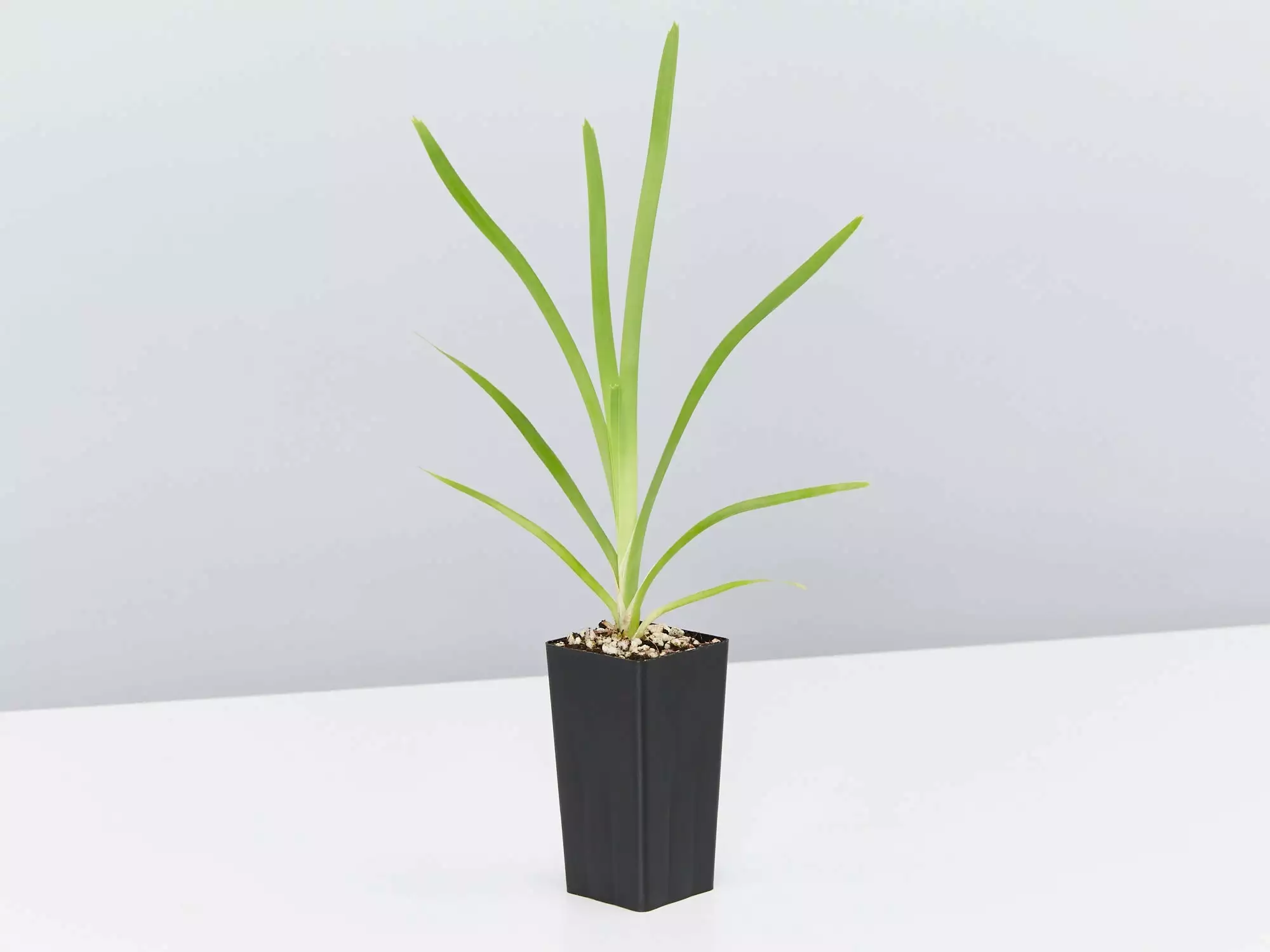 Lomandra Longifolia Mat Rush 5 Lomandra Longifolia Mat Rush - Image 3