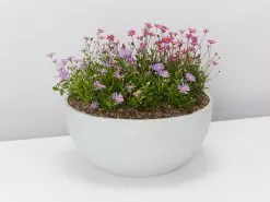 Brachyscome Assorted Flower 🌸 Box 8 Brachyscome Assorted Flower 🌸 Box -Plants in a Box Sales Shop LargeGreyEccoPotWithMixedBrachyscome single2